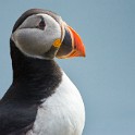 Shetland 543 come oggetto avanzato-1 copia